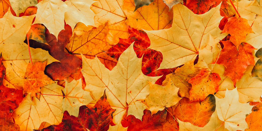 Embracing autumn: seasonal wellness for the body and mind